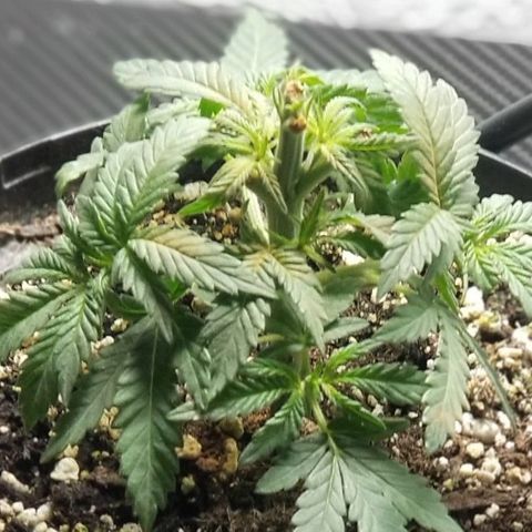 GMOxRootbeer #1 growlog photo: Plant #1 & #2