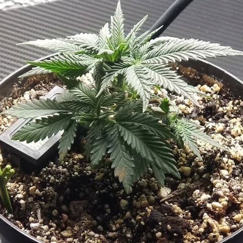 GMOxRootbeer #1 growlog photo: Plant #1 & #2
