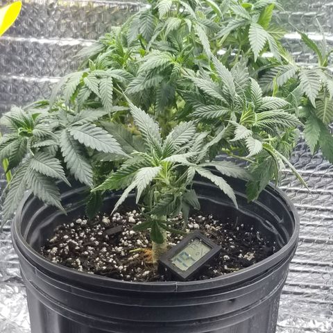 Critical Cheese growlog timeline photo