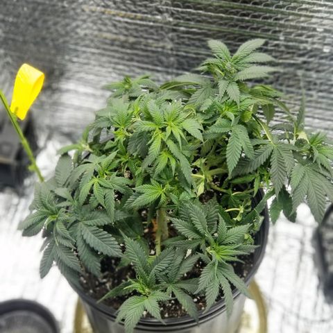Critical Cheese growlog timeline photo