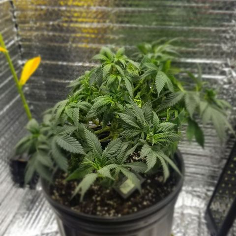 Critical Cheese growlog timeline photo