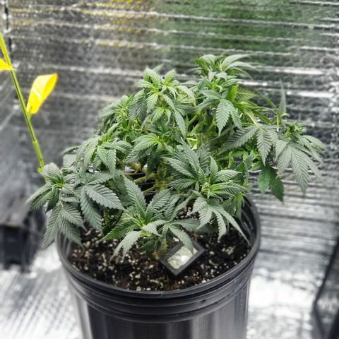 Critical Cheese growlog timeline photo