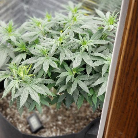 Critical Cheese growlog photo: Switched to Flower 