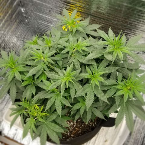 Critical Cheese growlog photo: Switched to Flower 