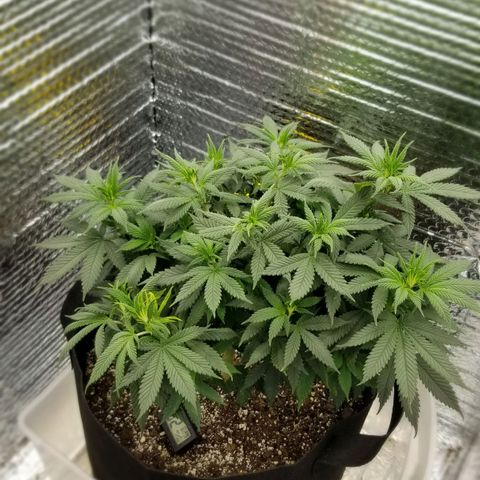 Critical Cheese growlog photo: Switched to Flower 