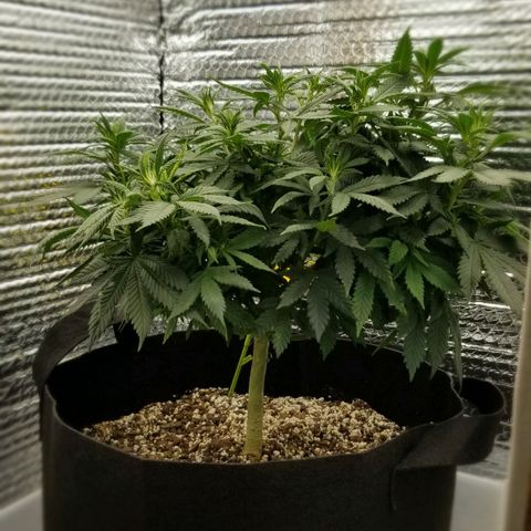 Critical Cheese growlog photo: Switched to Flower 
