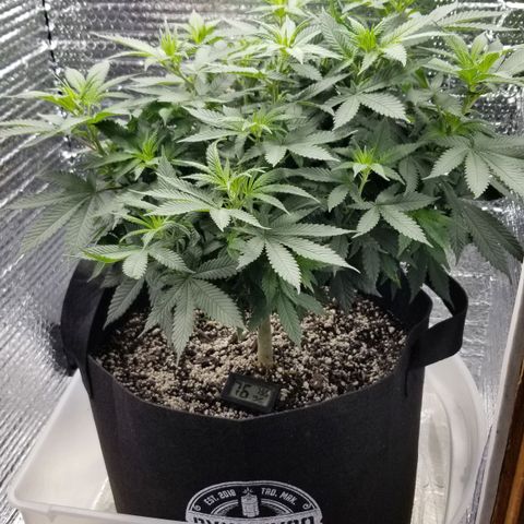 Critical Cheese growlog photo: Day 3 of flowering 