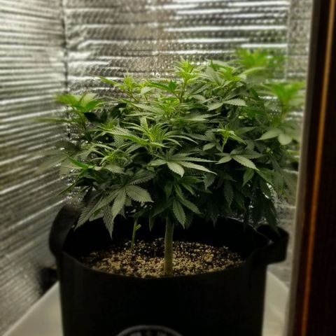 Critical Cheese growlog photo: Day 3 of flowering 