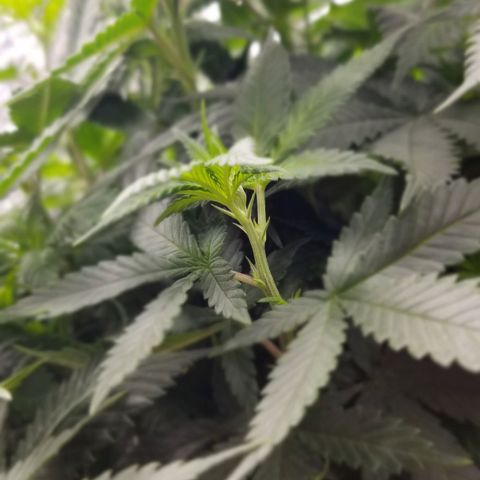 Critical Cheese growlog photo: Day 3 of flowering 