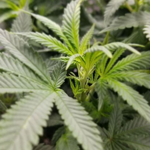 Critical Cheese growlog photo: Day 3 of flowering 