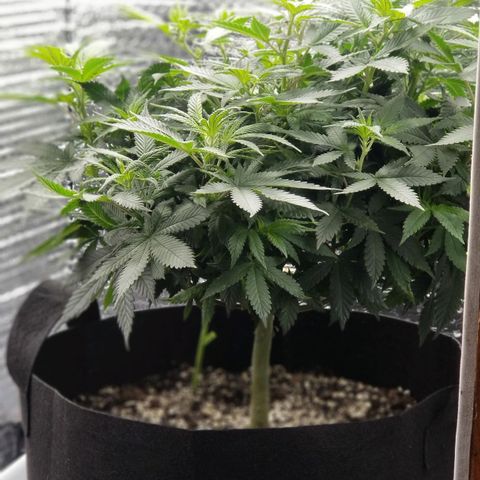 Critical Cheese growlog photo: Day 3 of flowering 