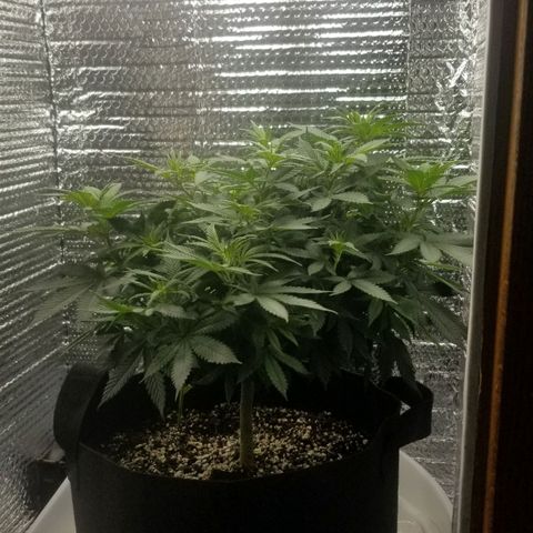 Critical Cheese growlog photo: Day 3 of flowering 