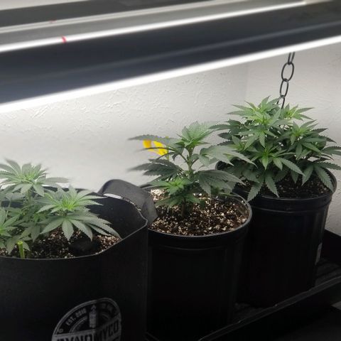 GMOxRootbeer #1 growlog photo: Humidity 65% 
I'm currently awaiting tents to have better control over grow environment.

Temperature 72°F 
