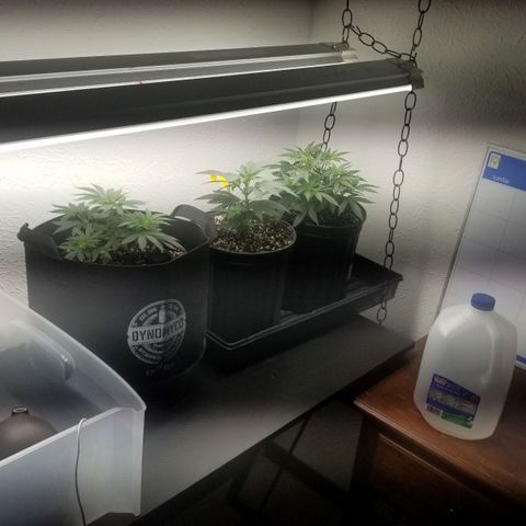 GMOxRootbeer #1 growlog photo: Humidity 65% 
I'm currently awaiting tents to have better control over grow environment.

Temperature 72°F 
