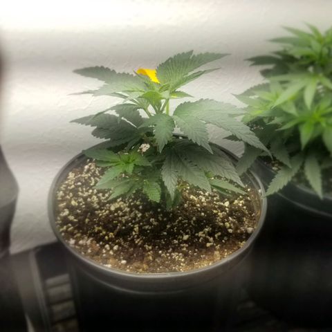 GMOxRootbeer #1 growlog photo: Humidity 65% 
I'm currently awaiting tents to have better control over grow environment.

Temperature 72°F 
