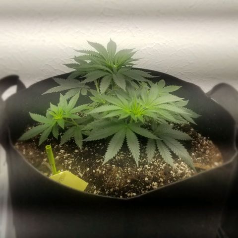 GMOxRootbeer #1 growlog photo: Humidity 65% 
I'm currently awaiting tents to have better control over grow environment.

Temperature 72°F 
