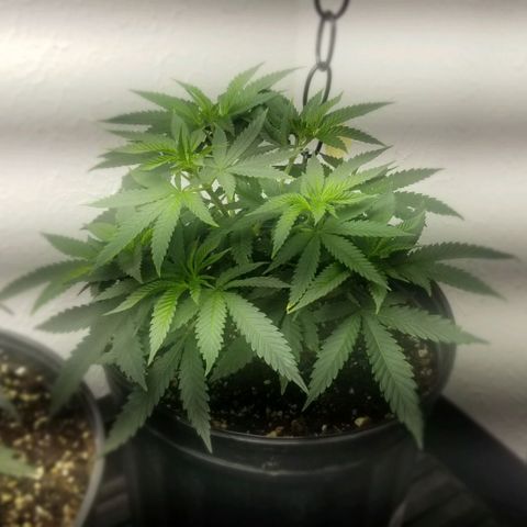 GMOxRootbeer #1 growlog photo: Humidity 65% 
I'm currently awaiting tents to have better control over grow environment.

Temperature 72°F 
