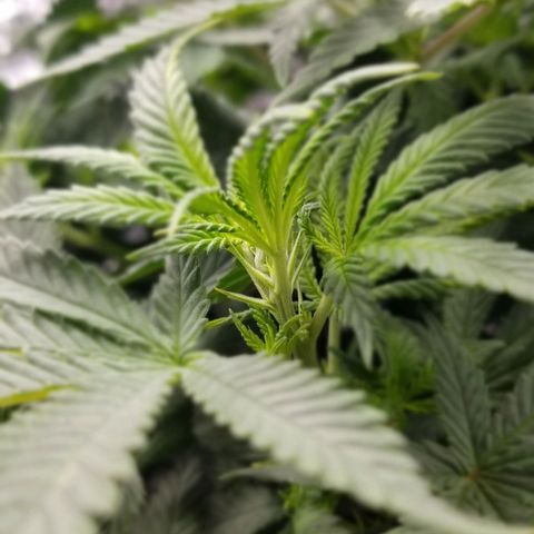 Critical Cheese growlog timeline photo