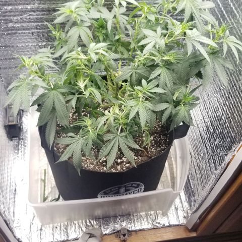 Critical Cheese growlog photo: Last big defoliation 