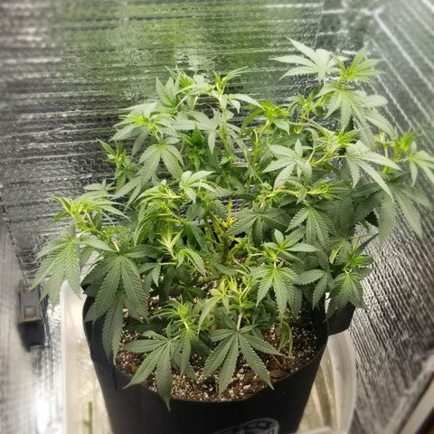 Critical Cheese growlog photo: Last big defoliation 