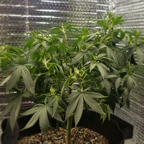Critical Cheese growlog photo: Last big defoliation 
