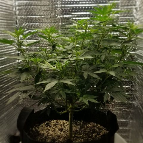 Critical Cheese growlog timeline photo