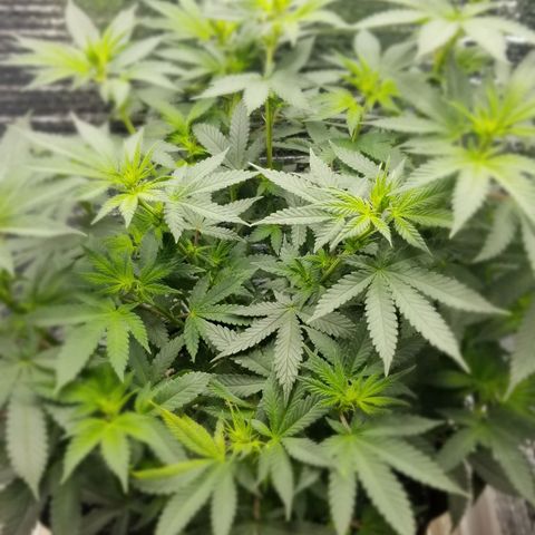 Critical Cheese growlog timeline photo