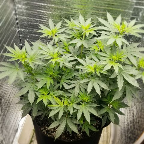Critical Cheese growlog timeline photo