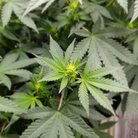Critical Cheese growlog timeline photo