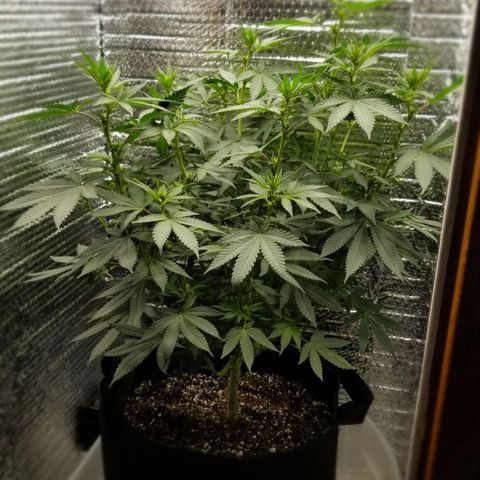 Critical Cheese growlog timeline photo