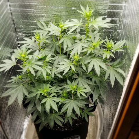 Critical Cheese growlog timeline photo