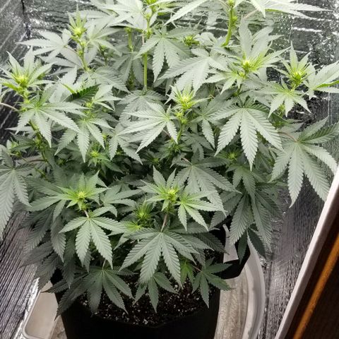 Critical Cheese growlog timeline photo