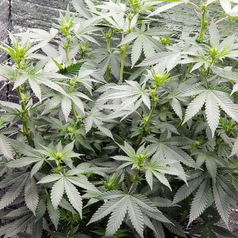 Critical Cheese growlog timeline photo