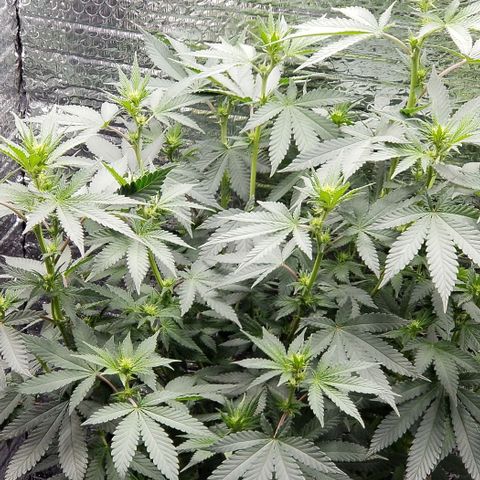 Critical Cheese growlog timeline photo