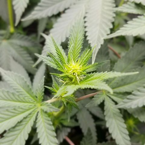 Critical Cheese growlog timeline photo