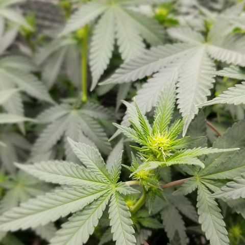 Critical Cheese growlog timeline photo