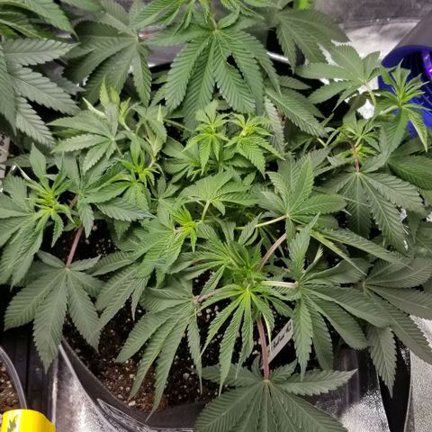 GMOxRootbeer #1 growlog timeline photo