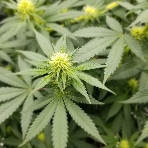 Critical Cheese growlog photo: Dropped from 26½" to 24½" due to HST the tallest branch to even out the canopy 