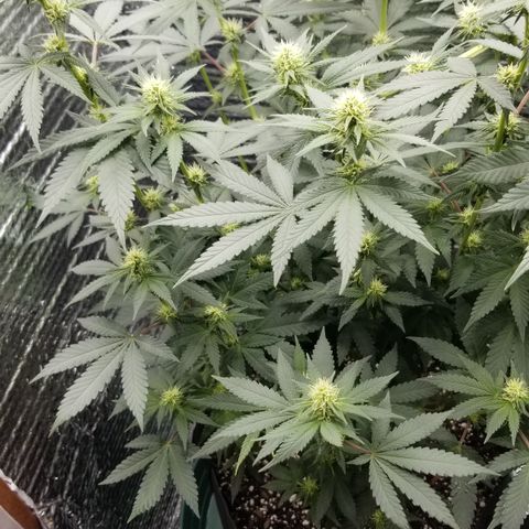Critical Cheese growlog photo: Dropped from 26½" to 24½" due to HST the tallest branch to even out the canopy 