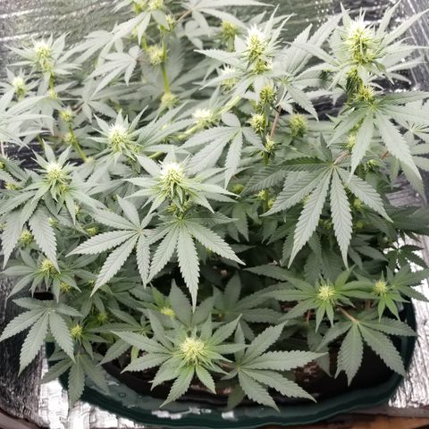 Critical Cheese growlog photo: Dropped from 26½" to 24½" due to HST the tallest branch to even out the canopy 