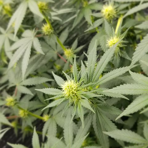 Critical Cheese growlog photo: Dropped from 26½" to 24½" due to HST the tallest branch to even out the canopy 
