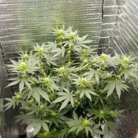 Critical Cheese growlog timeline photo
