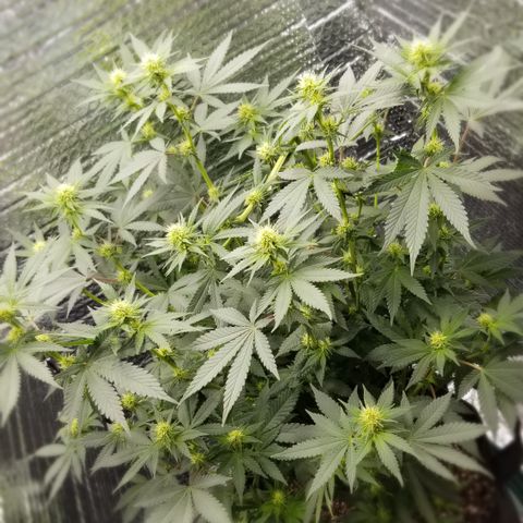 Critical Cheese growlog timeline photo