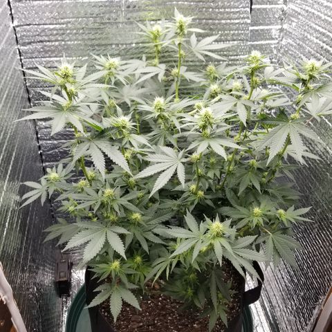Critical Cheese growlog timeline photo