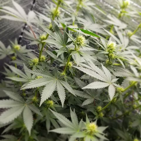 Critical Cheese growlog timeline photo