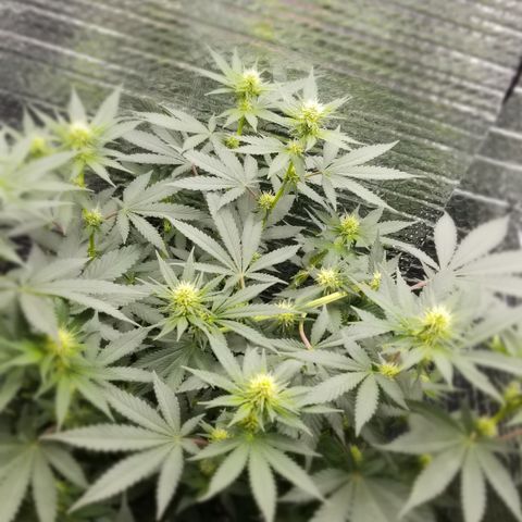 Critical Cheese growlog timeline photo