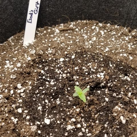 Gods Gift Autoflower growlog photo: Slow  growth not sure what I'm doing wrong 