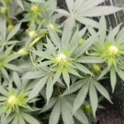 Critical Cheese growlog timeline photo