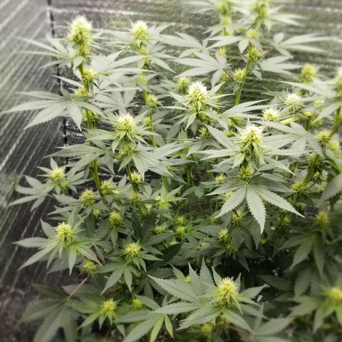 Critical Cheese growlog photo: Starting to get frosty 🥶