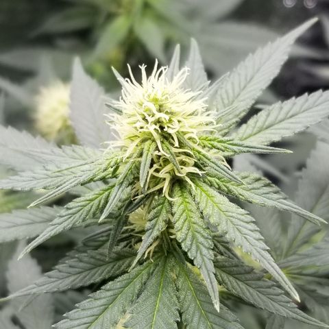 Critical Cheese growlog photo: Starting to get frosty 🥶